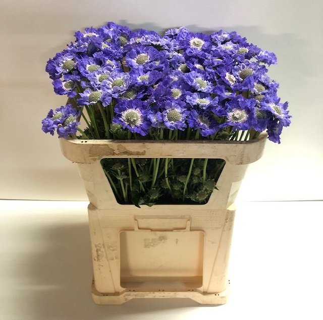 Scabiosa staefa.jpg